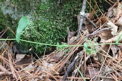 Bupleurum longiradiatum