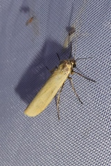Eilema lutarella