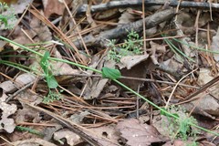 Bupleurum longiradiatum