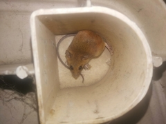 Vandeleuria oleraceus