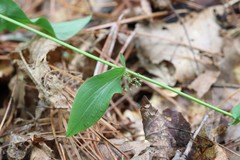 Bupleurum longiradiatum