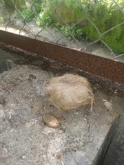 Vandeleuria oleraceus