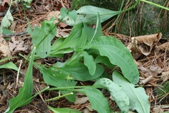 Bupleurum longiradiatum