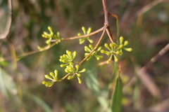 Eucalyptus radiata radiata