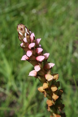 Disa versicolor