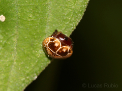 Hypognatha