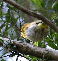 Phylloscopus ruficapilla