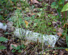 Equisetum pratense image