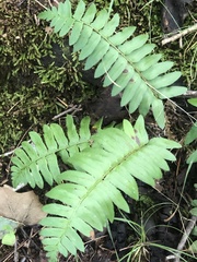 Polystichum acrostichoides