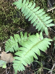 Polystichum acrostichoides