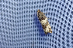 Notocelia incarnatana