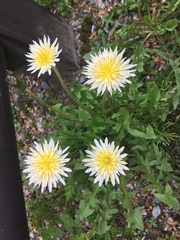 Taraxacum albidum