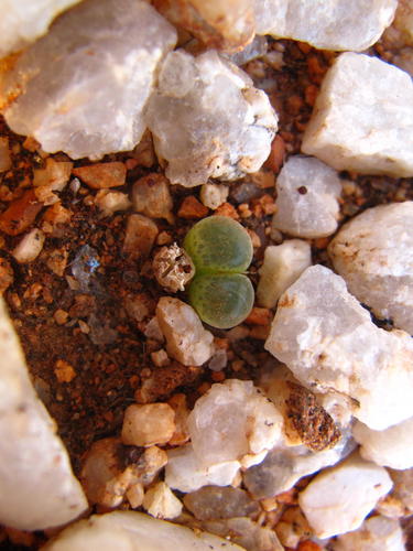 Conophytum praesectum