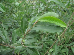 Salix pseudomedemii