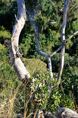 Manilkara nicholsonii