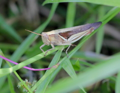 Stenocatantops splendens