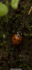 Coccinella septempunctata