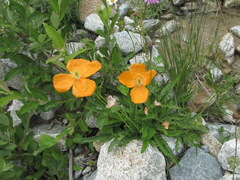 Papaver oreophilum