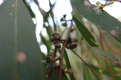 Eucalyptus radiata radiata