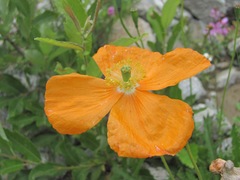 Papaver oreophilum