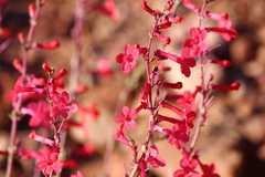 Penstemon utahensis