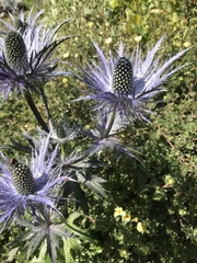 Eryngium alpinum