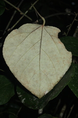 Chondrodendron tomentosum