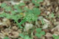 Bupleurum longiradiatum