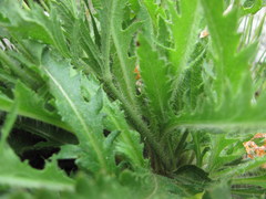 Papaver oreophilum
