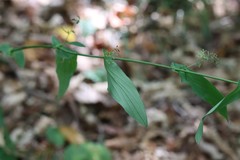Bupleurum longiradiatum