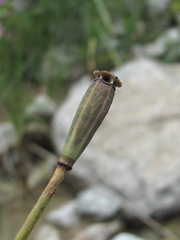 Papaver oreophilum