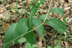 Bupleurum longiradiatum