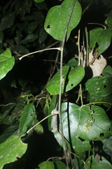 Chondrodendron tomentosum