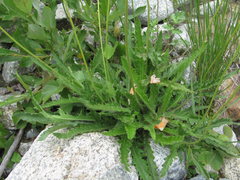 Papaver oreophilum