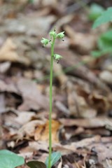 Pyrola japonica