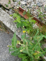 Sonchus oleraceus