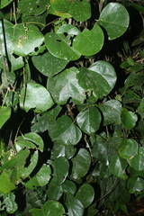 Chondrodendron tomentosum
