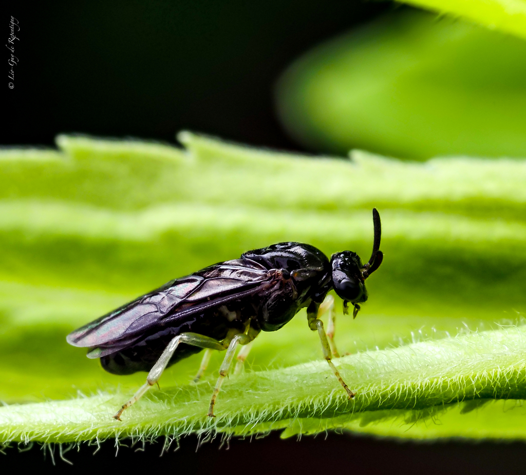 Elm Zigzag Sawfly