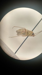 Miridae