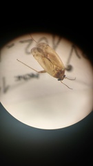 Miridae