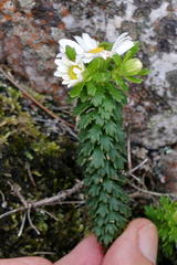 Osmitopsis parvifolia