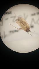 Miridae