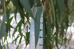 Eucalyptus radiata radiata