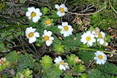 Osmitopsis parvifolia