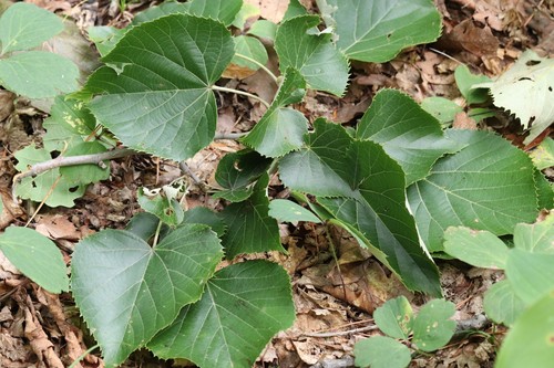 Manchurian lime (Tilia mandshurica)