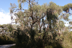 Eucalyptus radiata radiata