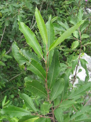 Salix pseudomedemii