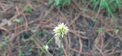 Cyperus seslerioides