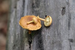 Pleuroflammula tuberculosa