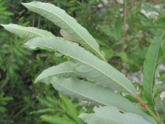 Salix pseudomedemii